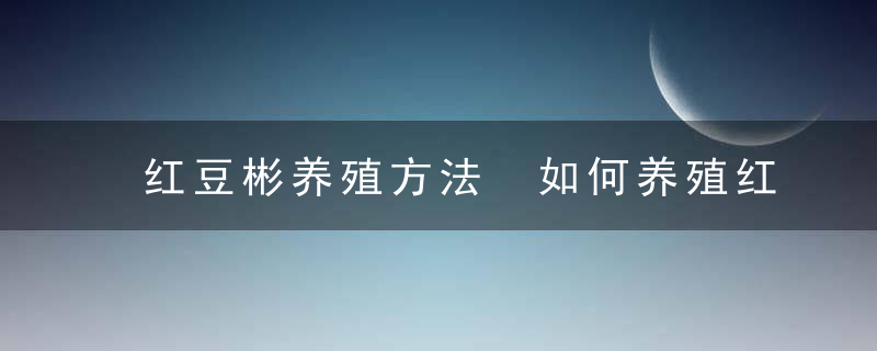 红豆彬养殖方法 如何养殖红豆彬